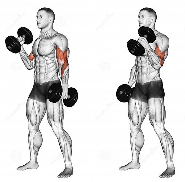 اضغط على الصورة لعرض أكبر  الاسم: exercising-curl-dumbbell-grip-hammer-bodybuilding-target-muscles-marked-red-initial-final-steps-43931273-1024x1004.jpg الحجم: 152.7 كيلوبايت رقم التعريف: 228396