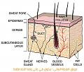 اضغط على الصورة لعرض أكبر

الاسم: First-degree-burn-2.jpg?resize=500%2C423&amp;amp;ssl=1.jpg
الحجم: 59.7 كيلوبايت
رقم التعريف: 226666